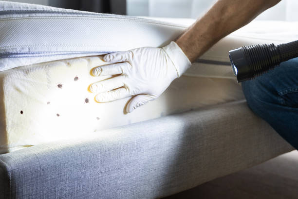 Best Pest Inspection Near Me  in Shafer, MN