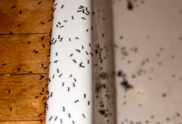  Shafer, MN Pest Control Pros
