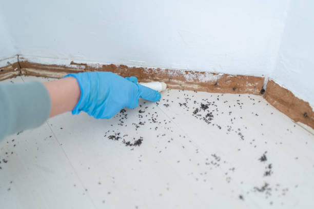 Best Wasp Removal Services  in Shafer, MN